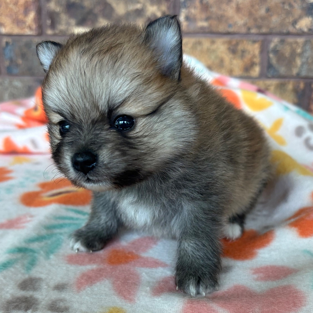 Sadie - Pomeranian Puppy